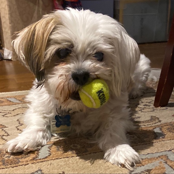 πΎHappy & Healthy Puppy!!!πΎ New Picture Added! - Picture 7 of 7